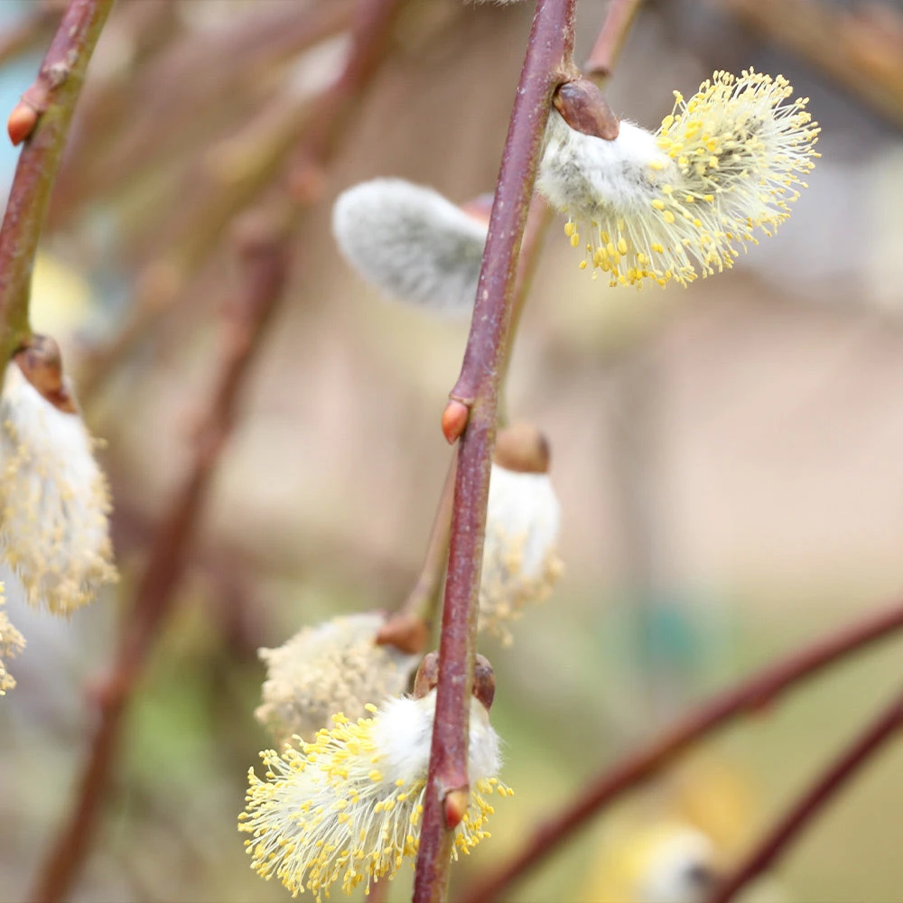 Brighter Blooms Arborvitae Trees Weeping Pussy Willow 3 Brighter Blooms Arborvitae Trees Weeping Pussy Willow