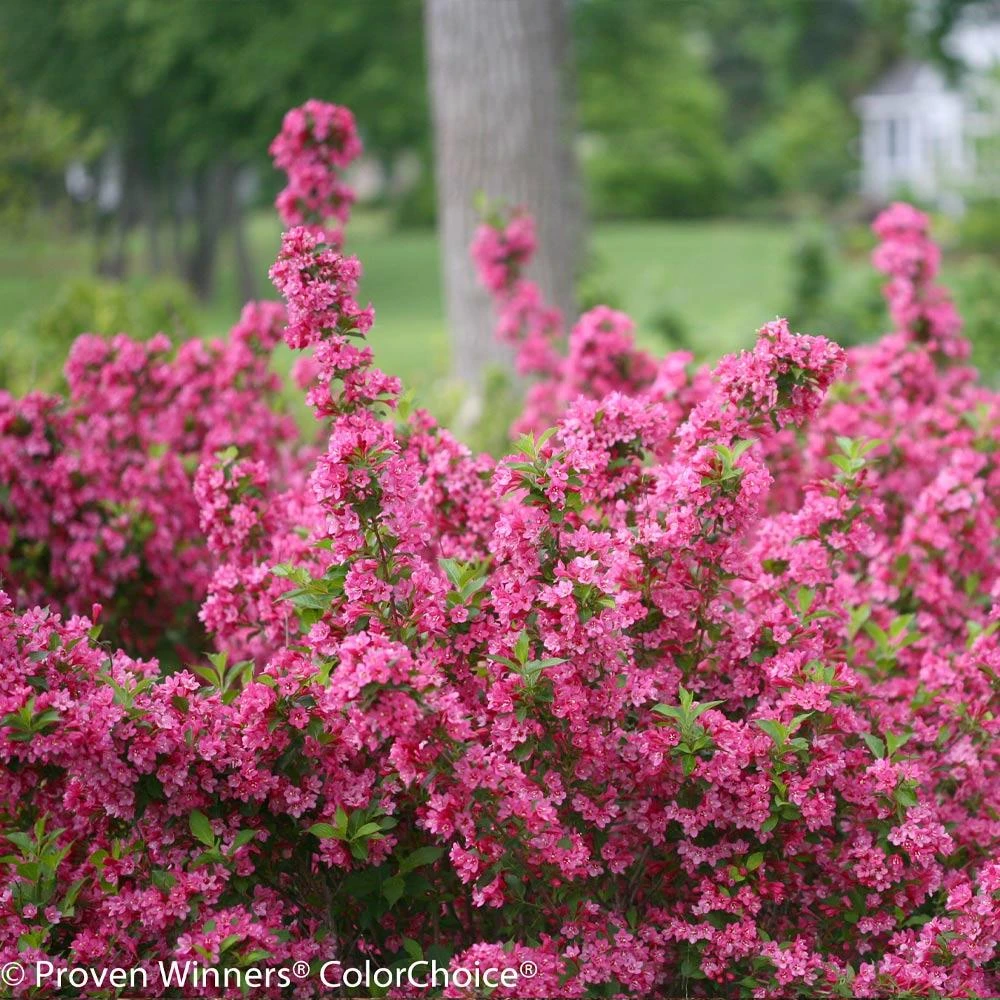 Brighter Blooms Sonic Bloom® Weigela Shrub Shrubs & Hedges 3 Brighter Blooms Sonic Bloom® Weigela Shrub Shrubs & Hedges