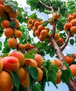 Brighter Blooms Wenatchee Apricot Tree