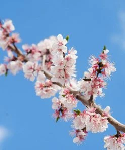 Brighter Blooms Wenatchee Apricot Tree 5 Brighter Blooms Wenatchee Apricot Tree