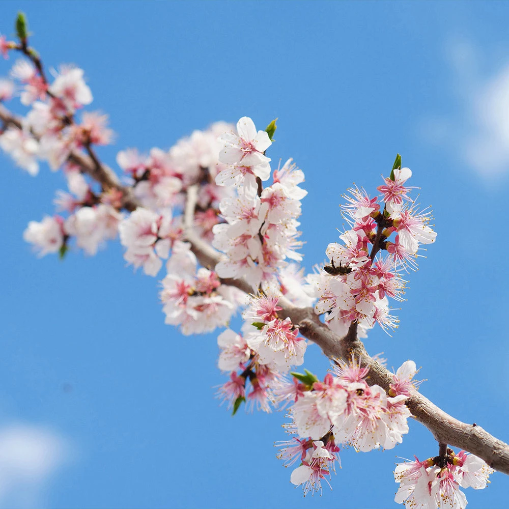 Brighter Blooms Wenatchee Apricot Tree 3 Brighter Blooms Wenatchee Apricot Tree