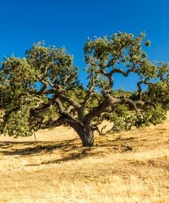 Brighter Blooms West Coast Live Oak Tree Evergreen & Privacy 6 Brighter Blooms West Coast Live Oak Tree Evergreen & Privacy