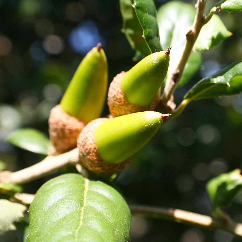 Brighter Blooms West Coast Live Oak Tree Evergreen & Privacy 4 Brighter Blooms West Coast Live Oak Tree Evergreen & Privacy