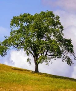 Brighter Blooms West Coast Live Oak Tree Evergreen & Privacy