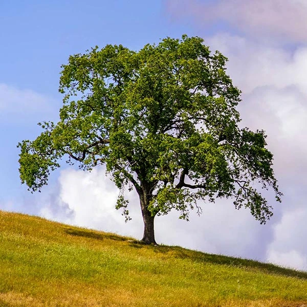 Brighter Blooms West Coast Live Oak Tree Evergreen & Privacy 1 Brighter Blooms West Coast Live Oak Tree Evergreen & Privacy