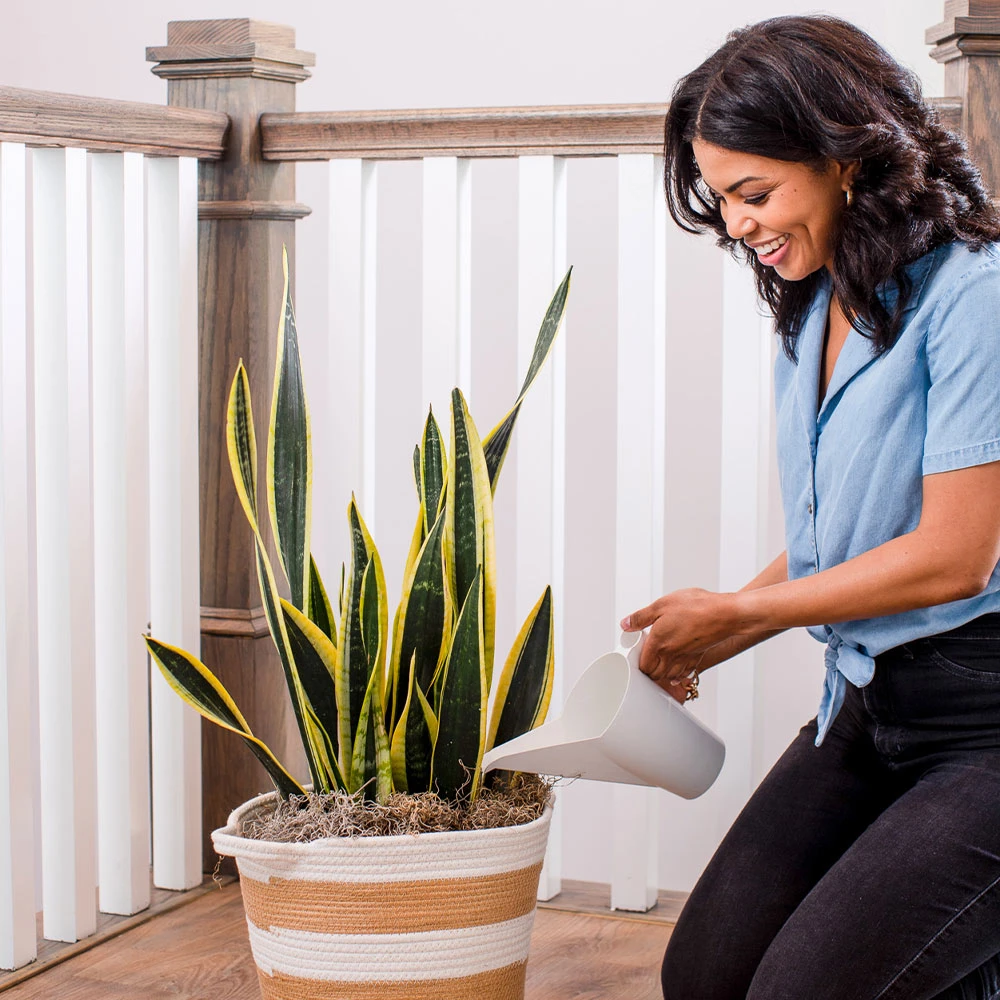 Brighter Blooms Watering Can 3 Brighter Blooms Watering Can