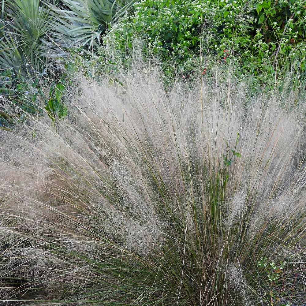 Brighter Blooms Ornamental Grasses White Cloud Muhly Grass 3 Brighter Blooms Ornamental Grasses White Cloud Muhly Grass