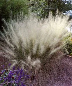 Brighter Blooms Ornamental Grasses White Cloud Muhly Grass