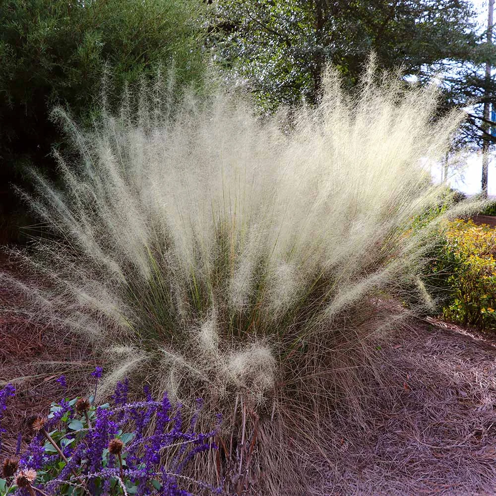 Brighter Blooms Ornamental Grasses White Cloud Muhly Grass 2 Brighter Blooms Ornamental Grasses White Cloud Muhly Grass