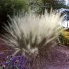 Brighter Blooms Ornamental Grasses White Cloud Muhly Grass
