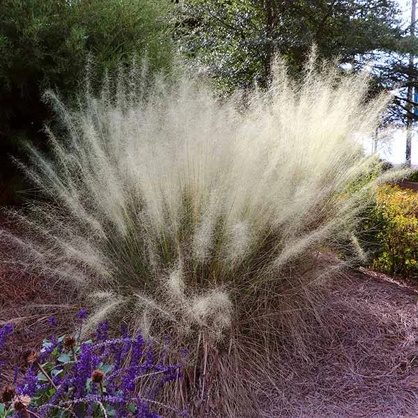 Brighter Blooms Ornamental Grasses White Cloud Muhly Grass 1 Brighter Blooms Ornamental Grasses White Cloud Muhly Grass