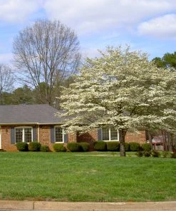 Brighter Blooms White Dogwood Tree Flowering Trees 12 Brighter Blooms White Dogwood Tree Flowering Trees
