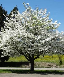 Brighter Blooms White Dogwood Tree Flowering Trees