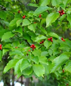 Brighter Blooms White Dogwood Tree Flowering Trees 10 Brighter Blooms White Dogwood Tree Flowering Trees