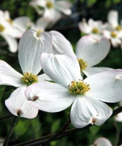Brighter Blooms White Dogwood Tree Flowering Trees 9 Brighter Blooms White Dogwood Tree Flowering Trees
