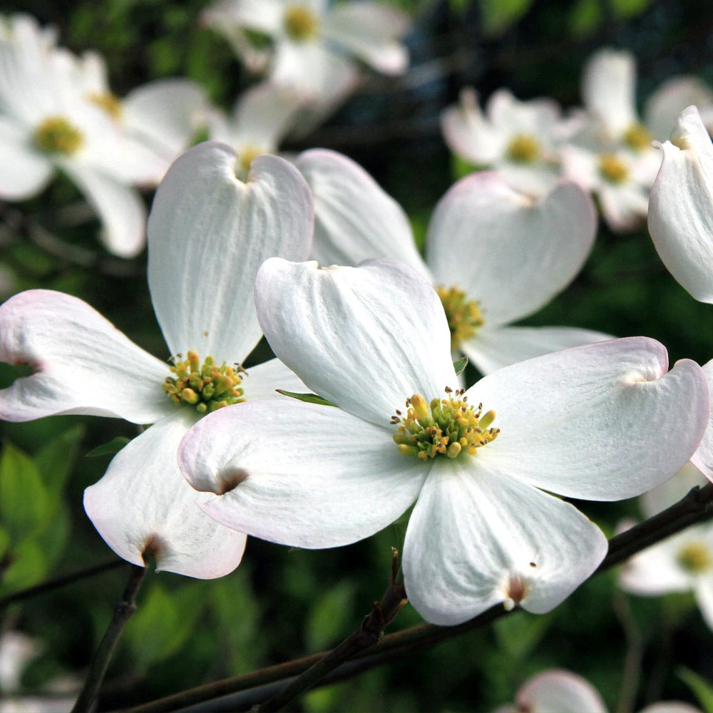Brighter Blooms White Dogwood Tree 3 Brighter Blooms White Dogwood Tree