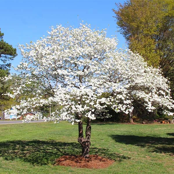 Brighter Blooms White Dogwood Tree Flowering Trees 5 Brighter Blooms White Dogwood Tree Flowering Trees