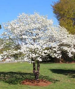 Brighter Blooms White Dogwood Tree 11 Brighter Blooms White Dogwood Tree