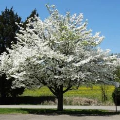 Brighter Blooms White Dogwood Tree