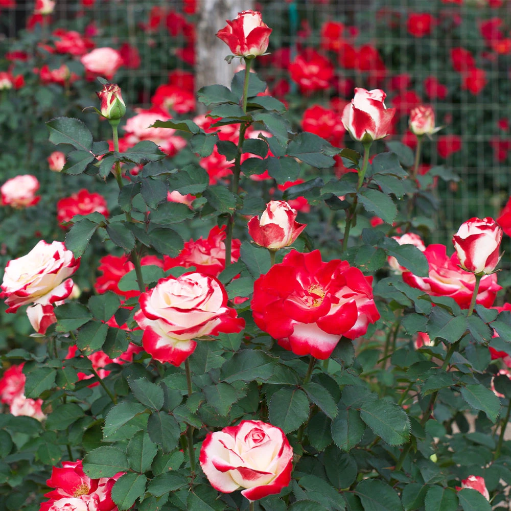 Brighter Blooms Shrubs & Hedges White Lies™ Rose 4 Brighter Blooms Shrubs & Hedges White Lies™ Rose