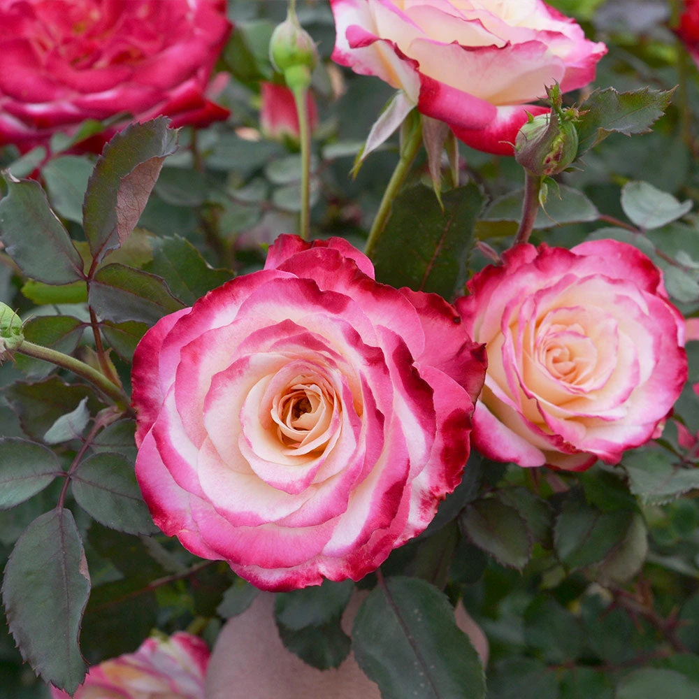 Brighter Blooms Shrubs & Hedges White Lies™ Rose 2 Brighter Blooms Shrubs & Hedges White Lies™ Rose