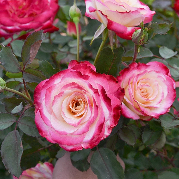 Brighter Blooms Shrubs & Hedges White Lies™ Rose 1 Brighter Blooms Shrubs & Hedges White Lies™ Rose