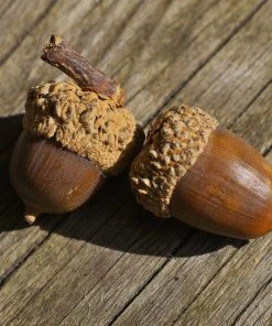 Brighter Blooms Shade Trees White Oak Tree 10 Brighter Blooms Shade Trees White Oak Tree