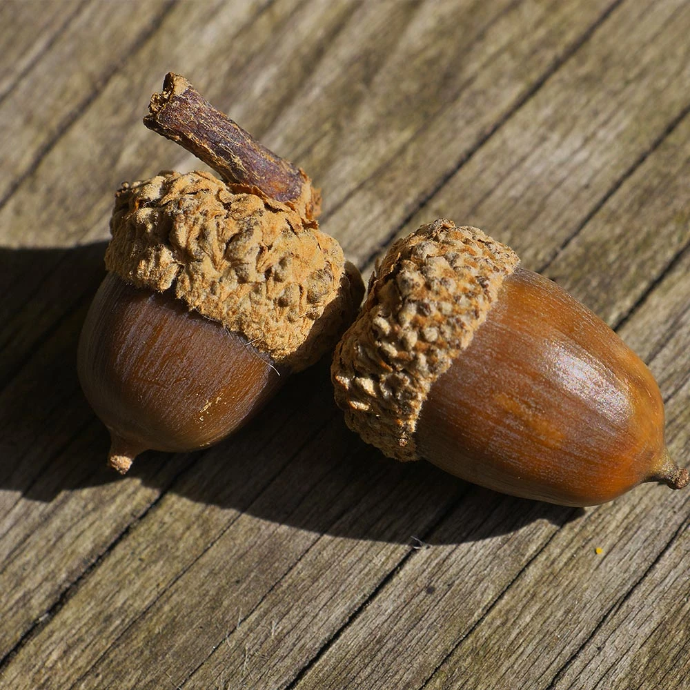 Brighter Blooms Shade Trees White Oak Tree 5 Brighter Blooms Shade Trees White Oak Tree