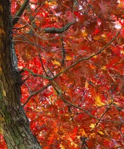 Brighter Blooms Shade Trees White Oak Tree 8 Brighter Blooms Shade Trees White Oak Tree