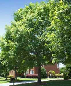 Brighter Blooms Shade Trees White Oak Tree