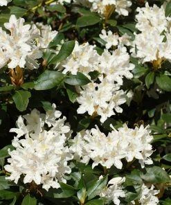 Brighter Blooms White Rhododendron Shrub 5 Brighter Blooms White Rhododendron Shrub