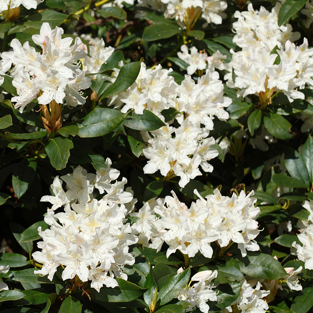 Brighter Blooms White Rhododendron Shrub 3 Brighter Blooms White Rhododendron Shrub