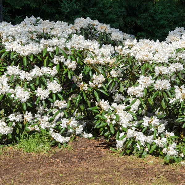 Brighter Blooms White Rhododendron Shrub 1 Brighter Blooms White Rhododendron Shrub