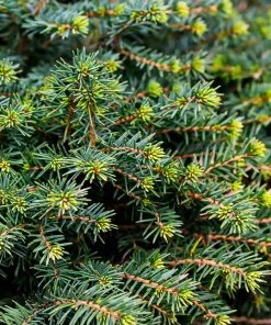 Brighter Blooms White Spruce Tree Evergreen & Privacy 8 Brighter Blooms White Spruce Tree Evergreen & Privacy