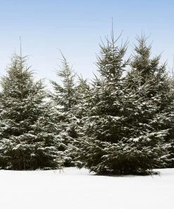 Brighter Blooms White Spruce Tree Evergreen & Privacy