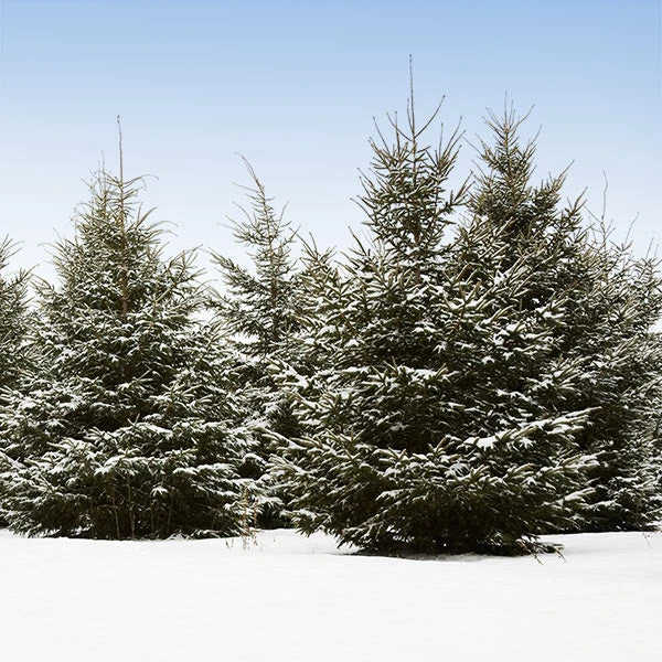 Brighter Blooms White Spruce Tree Evergreen & Privacy 1 Brighter Blooms White Spruce Tree Evergreen & Privacy