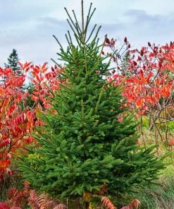 Brighter Blooms White Spruce Tree Evergreen & Privacy 7 Brighter Blooms White Spruce Tree Evergreen & Privacy