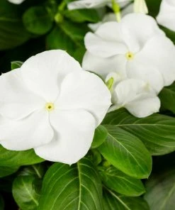 No Warranty New Annuals White Vinca 5 No Warranty New Annuals White Vinca