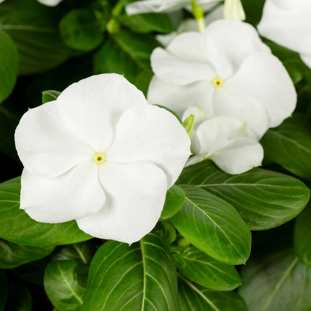 No Warranty New Annuals White Vinca 3 No Warranty New Annuals White Vinca