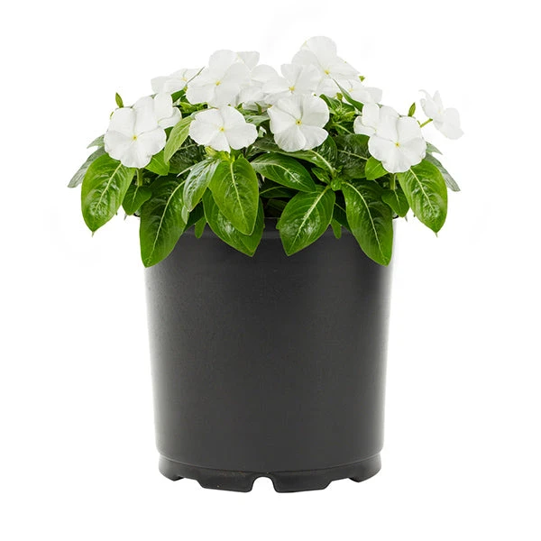 No Warranty New Annuals White Vinca 1 No Warranty New Annuals White Vinca