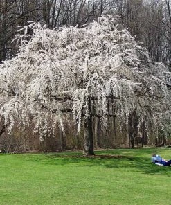 Brighter Blooms Flowering Trees White Weeping Cherry Tree