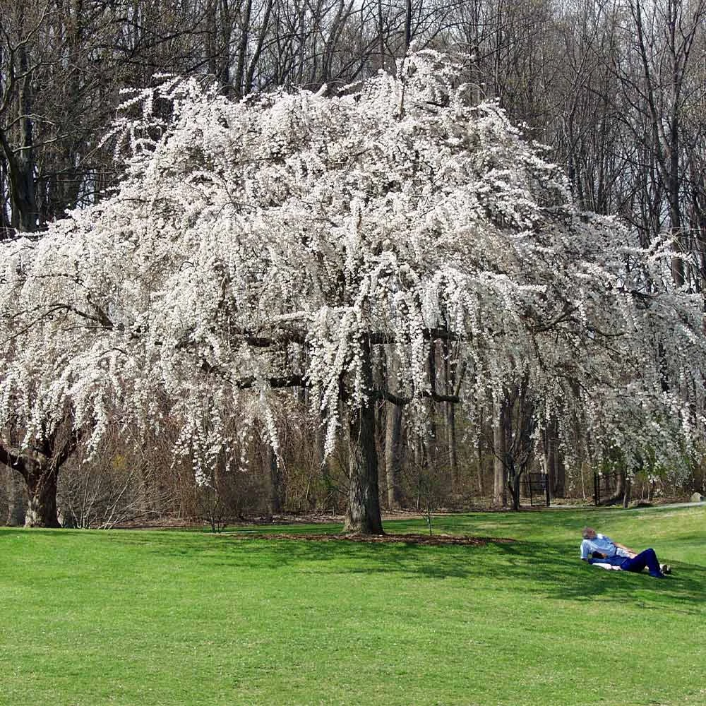 Brighter Blooms Flowering Trees White Weeping Cherry Tree 2 Brighter Blooms Flowering Trees White Weeping Cherry Tree
