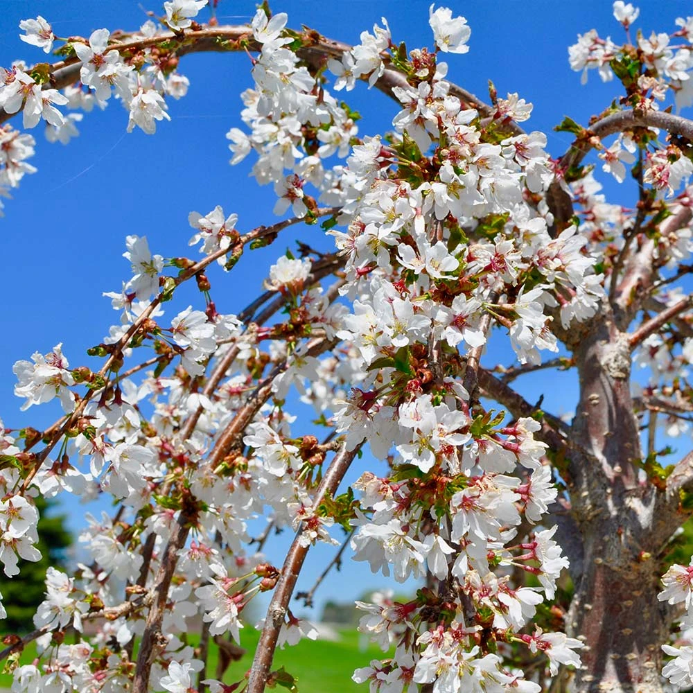 Brighter Blooms Flowering Trees White Weeping Cherry Tree 3 Brighter Blooms Flowering Trees White Weeping Cherry Tree