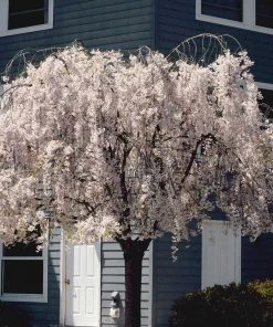Brighter Blooms Flowering Trees White Weeping Cherry Tree 8 Brighter Blooms Flowering Trees White Weeping Cherry Tree