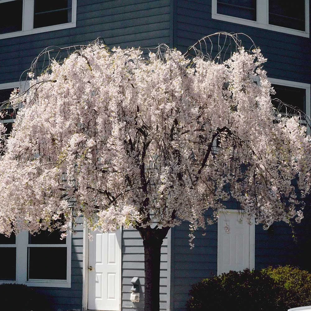 Brighter Blooms Flowering Trees White Weeping Cherry Tree 4 Brighter Blooms Flowering Trees White Weeping Cherry Tree