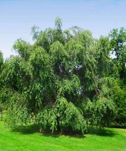 Brighter Blooms Flowering Trees White Weeping Cherry Tree 9 Brighter Blooms Flowering Trees White Weeping Cherry Tree