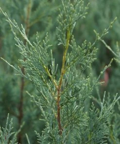 Brighter Blooms Wichita Blue Juniper Tree 7 Brighter Blooms Wichita Blue Juniper Tree