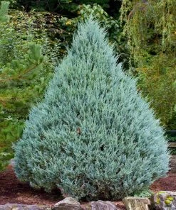 Brighter Blooms Wichita Blue Juniper Tree