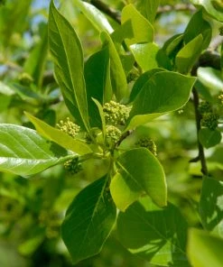 Brighter Blooms Wildfire Black Gum Tree Shade Trees 7 Brighter Blooms Wildfire Black Gum Tree Shade Trees