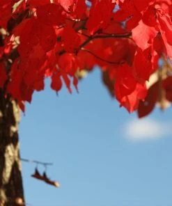 Brighter Blooms Wildfire Black Gum Tree Shade Trees 9 Brighter Blooms Wildfire Black Gum Tree Shade Trees